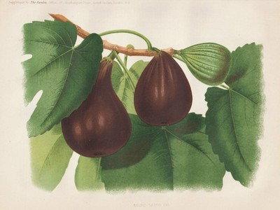 fig Feigenbaum Feige figs tree Obst fruit Botanik botany Robinson Litho 1877