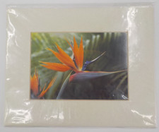 PHOTOGRAPH ART PRINT BIRD OF PARADISE FLOWER LANDSCAPE MATTED RECTANGLE PURPLEBK