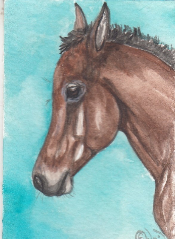 ACEO original Watercolor Art Card HORSE dark bay Thoroughbred Spot colt foal