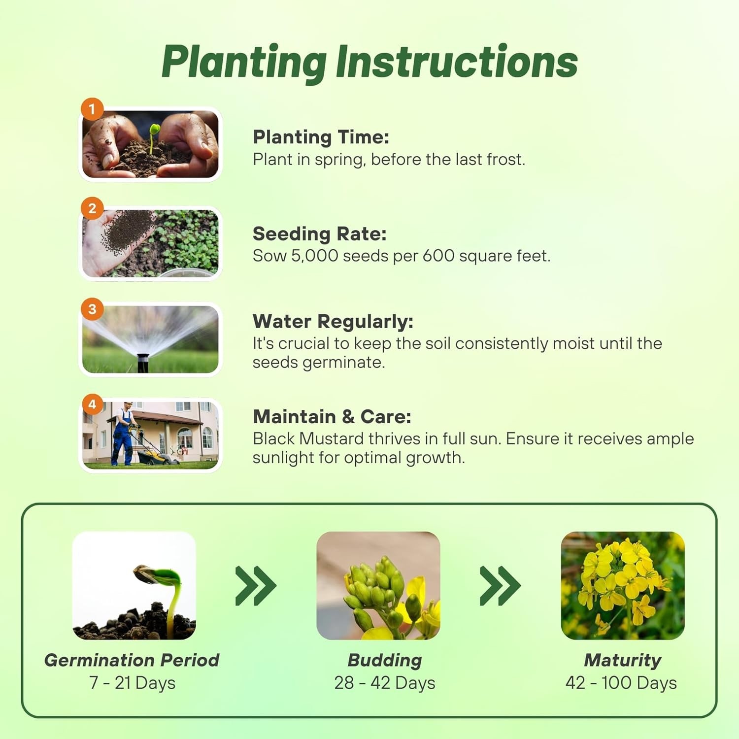 10000 Seeds Brassica Nigra Black Mustard Herb Seeds For Sprouting & Microgreens