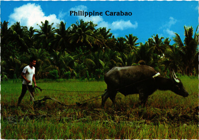 PC PHILIPPINES, PHILIPPINE CARABAO, Modern Postcard (b60309)