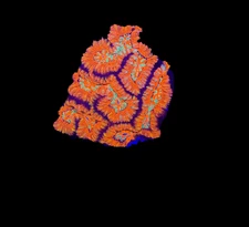 WYSIWYG Rainbow Wilsoni – Live LPS Coral for Reef Aquarium