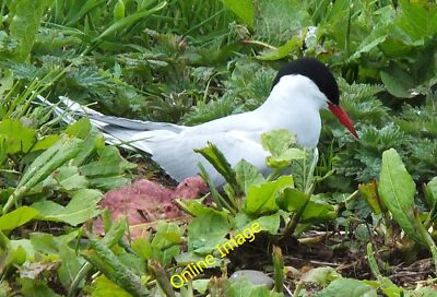 Photo 6x4 Arctic tern on its nest Seahouses Very close to the path near t c2013