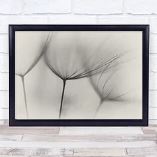 Tragopogon Seedling Seedlings Downy Tufts Tuft Soft Wall Art Print