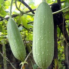 Semi di zucca liscio Loofah, Luffa aegyptiaca,