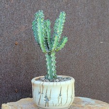 Planta Suculenta Euphorbia Abdelkuri - 10-12 Cm De Altura, Color Rojo, Tipo Cactus, Fácil Cuidado