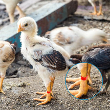 100Pcs 10mm Baby Poultry Leg Bands with 10 Colors Chicken Quail Bird Identifi...