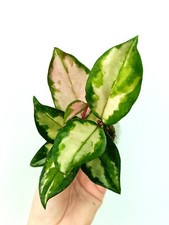 Hoya KRIMSON PRINCESS