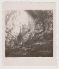 Majestic Peacock Spreading Its Feathers in the Sunlight Snapshot Abstract Photo