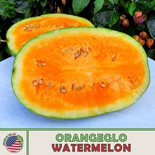 10 Orangeglo Watermelon Seeds, Heirloom, Non-GMO, Genuine USA