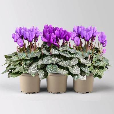 Alpenveilchen 'Exclusive Dragon Blue', lila, Topf- 10,5 cm, 3 Pflanzen  4066169157388 | eBay.de