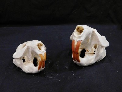 Beaver Skull - Medium 