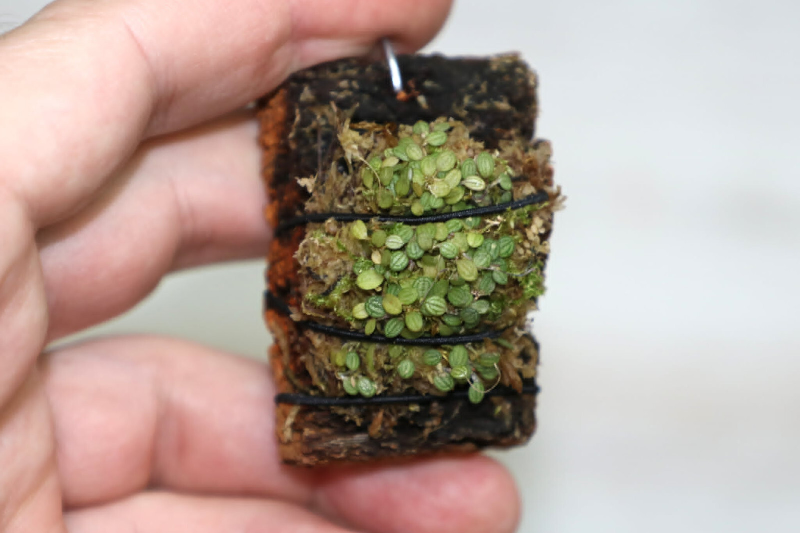 PLEUROTHALLIS DRESSLERI MICRO MINIATURE ORCHID LARGE MOUNTED