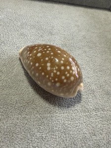 Cypraea camelopardalis,  red sea shell  60.16 mm natural glossy-gorgeous