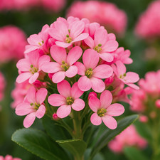 1 Large Plant – Escallonia ‘Pink Elle’, Ready to Plant in Your Garden