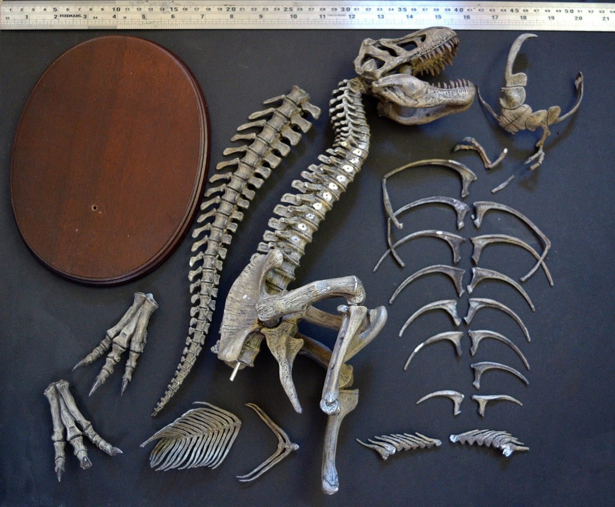 Kaiyodo Dinoland 1/20 Tyrannosaurus T-rex Skeleton Resin Model Kit