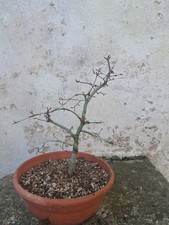 bonsai acero deshojo
