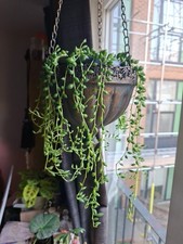 String of Tears Cutting 5 Inch Long Hanging Plant for Home
