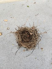 Abandoned Real Birds Nest Straw Twigs Non Migratory