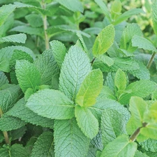 Spearmint Seeds Organic .12gr Approx 500 Seeds Non GMO  Free Shipping!