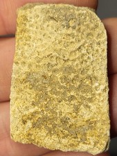 Turtle Shell. Hell Creek Dinosaur Age Fossil Approx 4cm. Nice Size Ref5805