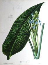 RONNBERGIA MORRENIANA Linden Original Antique Botanical Double Print 1874