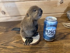 New Baby Beaver On Wood Base Taxidermy. Man Cave Decor Cute!