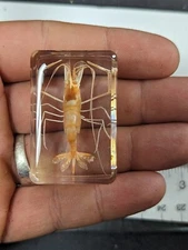 Shrimp, Preserved In Lucite Resin, Collectible Bug Taxidermy Fish Prawn
