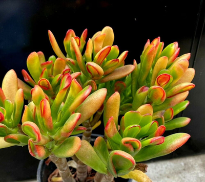 Crassula Jade Ogre Ears Red Horn Tree Plant Huge Succulent Cuttings 4+" |  eBay