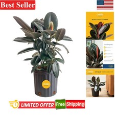 Live Burgundy Rubber Plant 2-3 Feet Tall Indoor Houseplant with