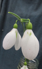 Galanthus  ,    Augustus    x 3 bulbs .   A grand old snowdrop