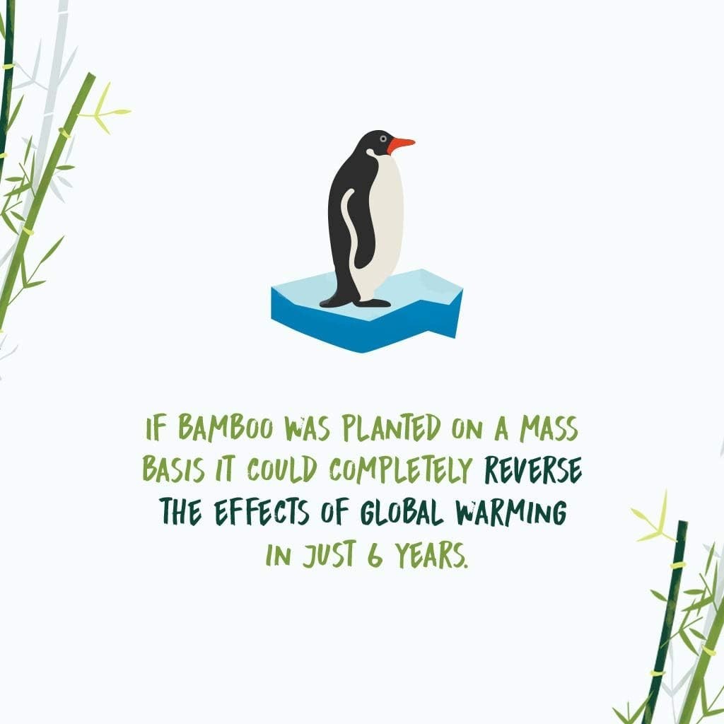 Bamboo Toilet Tissue, Tree Free, 100% Biodegradable, Sustainable, Renewable and