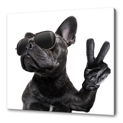 french bulldog with glasses