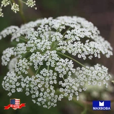Angelica Herb Seeds Non-GMO Heirloom