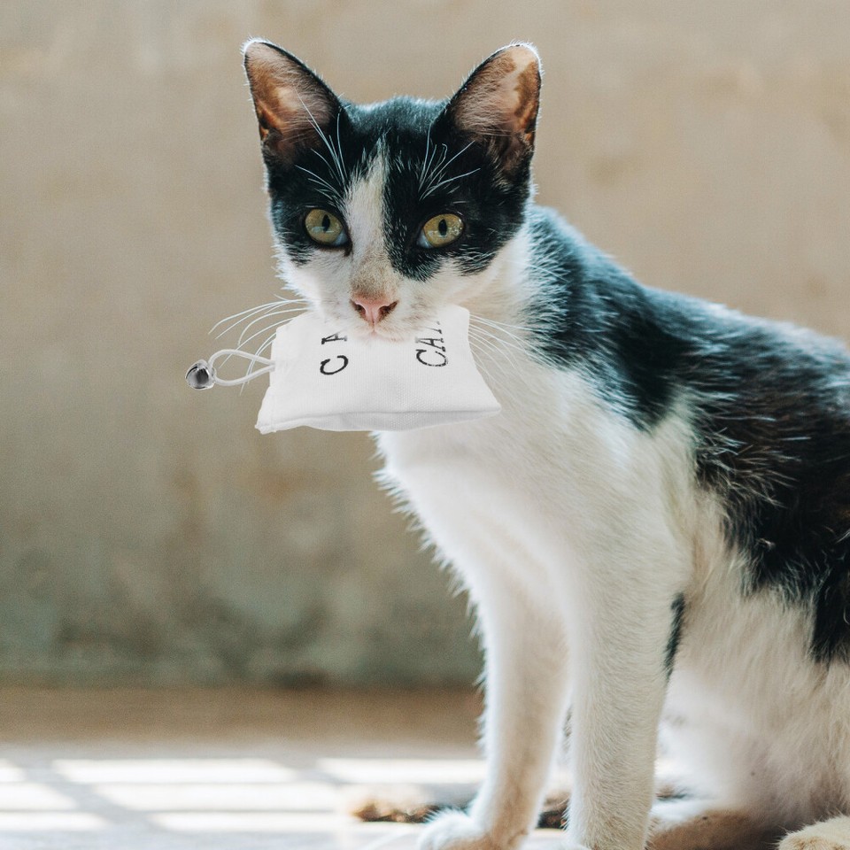 3 Pcs Bag Toy Giant Sack of for Pet Bonding Entertainment eBay