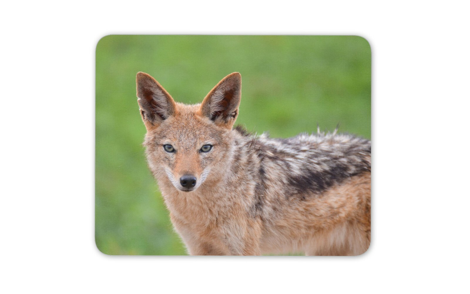 Black Backed Jackal Mouse Mat Pad - Wild Animal Dog Fox Fun Computer Gift #12492