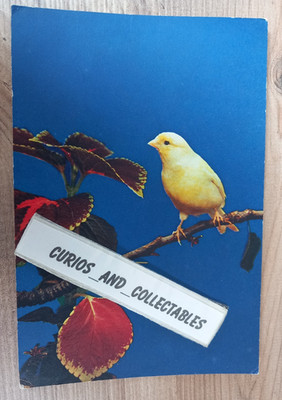 Kanarienvogel - Dixon Postkarte Haustiere1166 (Foto Dr. S Jouhar)