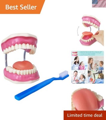 Dental Teeth Care Model, W/Giant Toothbrush, Dental Care Teaching Demonstrati...