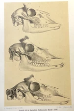 Antelope Skulls Print 1886 Antique Zoological Illustration Plate
