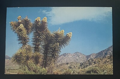 U.S-JOSHUAS IN BLOOM-POST CARD-UNUSED-J879