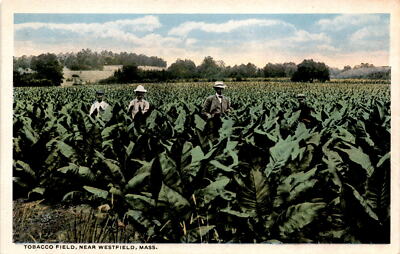 TOBACCO FIELD, WESTFIELD, MASS, POST, CARD, PLACE, STAMP, Postcard