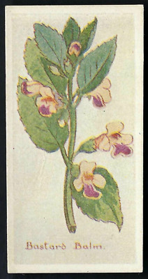 PASCALL - DEVON FLOWERS - #2 BASTARD BALM