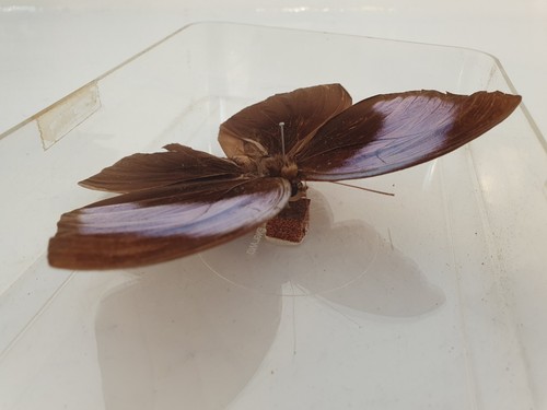 Large Natural Real Butterfly Specimen In Plastic Case Stunning Peace. - Picture 7 of 12
