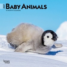 Baby Animals 2027 7 X 14 Inch Hanging Monthly Mini Wall Calendar by Browntrout