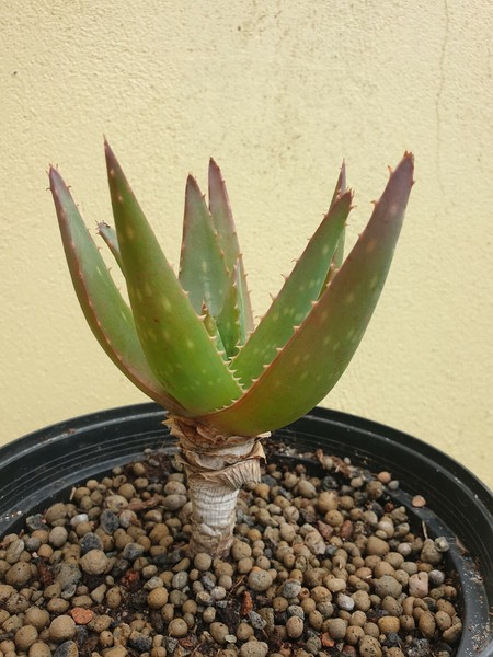 Aloe Maculata X Brevifola Hybrid