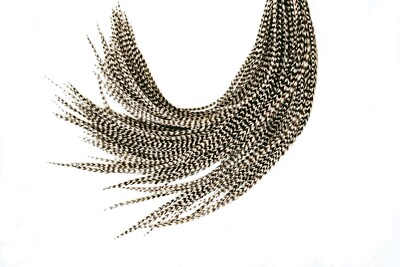 #ad #ad WHOLESALE 50pcs. Black amp; White 10quot; 14quot; Salon Grade Feather Extension DIY Kit $64.99