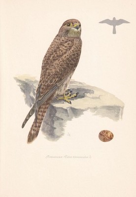 1954 Kestrel Vogel Druck - Vintage Vogel Wandkunst - Vogel Dekor - 9,4 x 6,2 Zoll