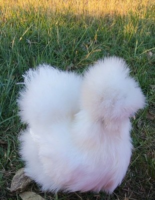 8 SOP Silkie Chicken Hatching Eggs Parents In Pics 