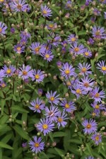 Aster radula 'August Sky' 9cm pot- Lot of 3 plants