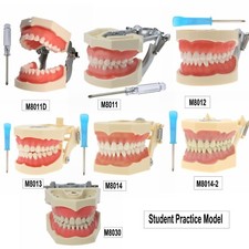 Dental Typodont 28/32PCS Modelli Denti per Studenti Pratica Modello Serie M80
